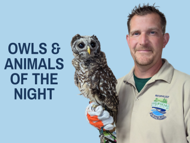 Owls & Animals of the Night