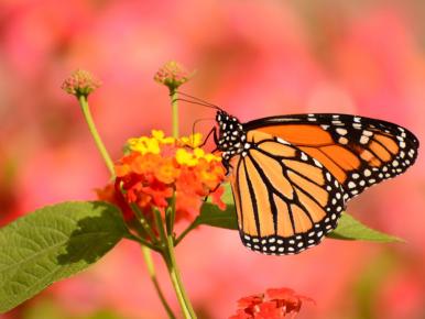 Grow the Migration-Monarch butterfly on flower