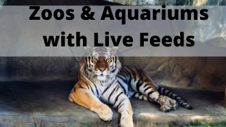 Zoos & Aquariums with Live Feeds